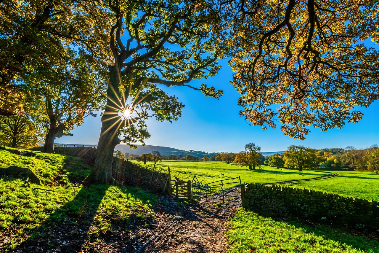 trees  farm  fence  farmland  stone fence  pastures  sunlight  grass  grasslands  fields  meadows  yorkshire  autumn  sunshine  morning  landscape  farm gate  f
