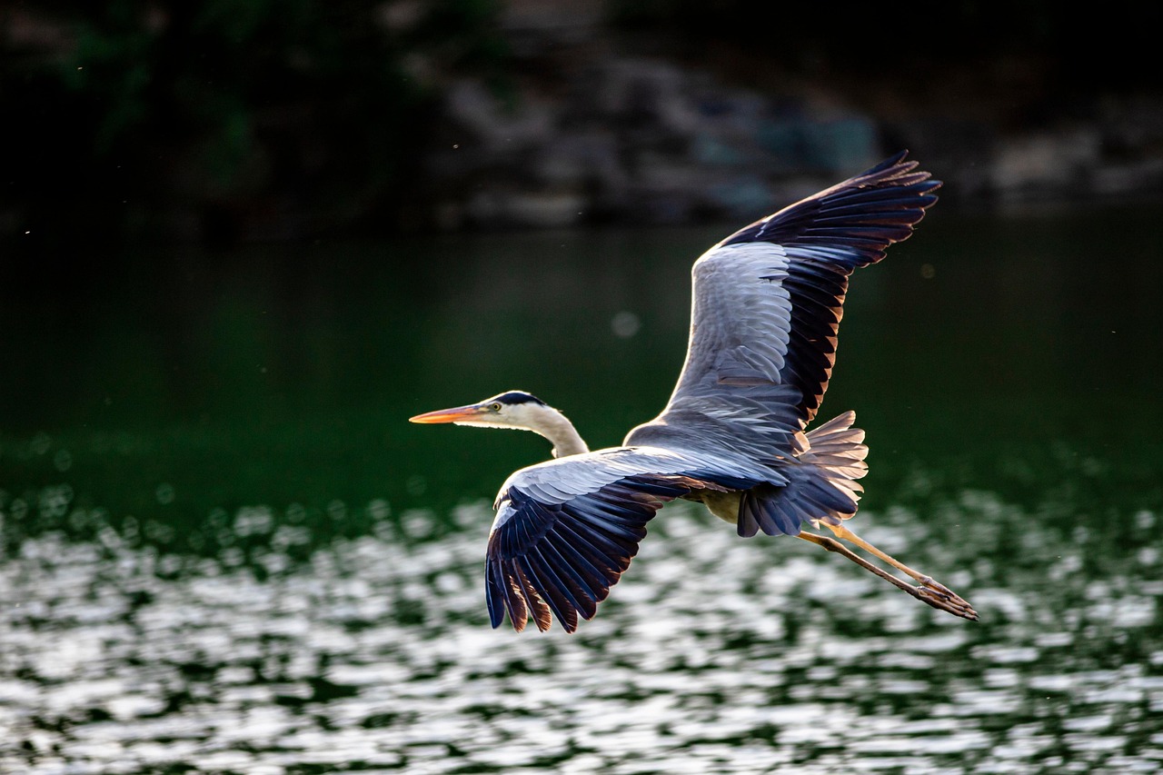 grey heron bird animal heron flight wings plumage summer outdoors landscape sunset lake nature China Beijing