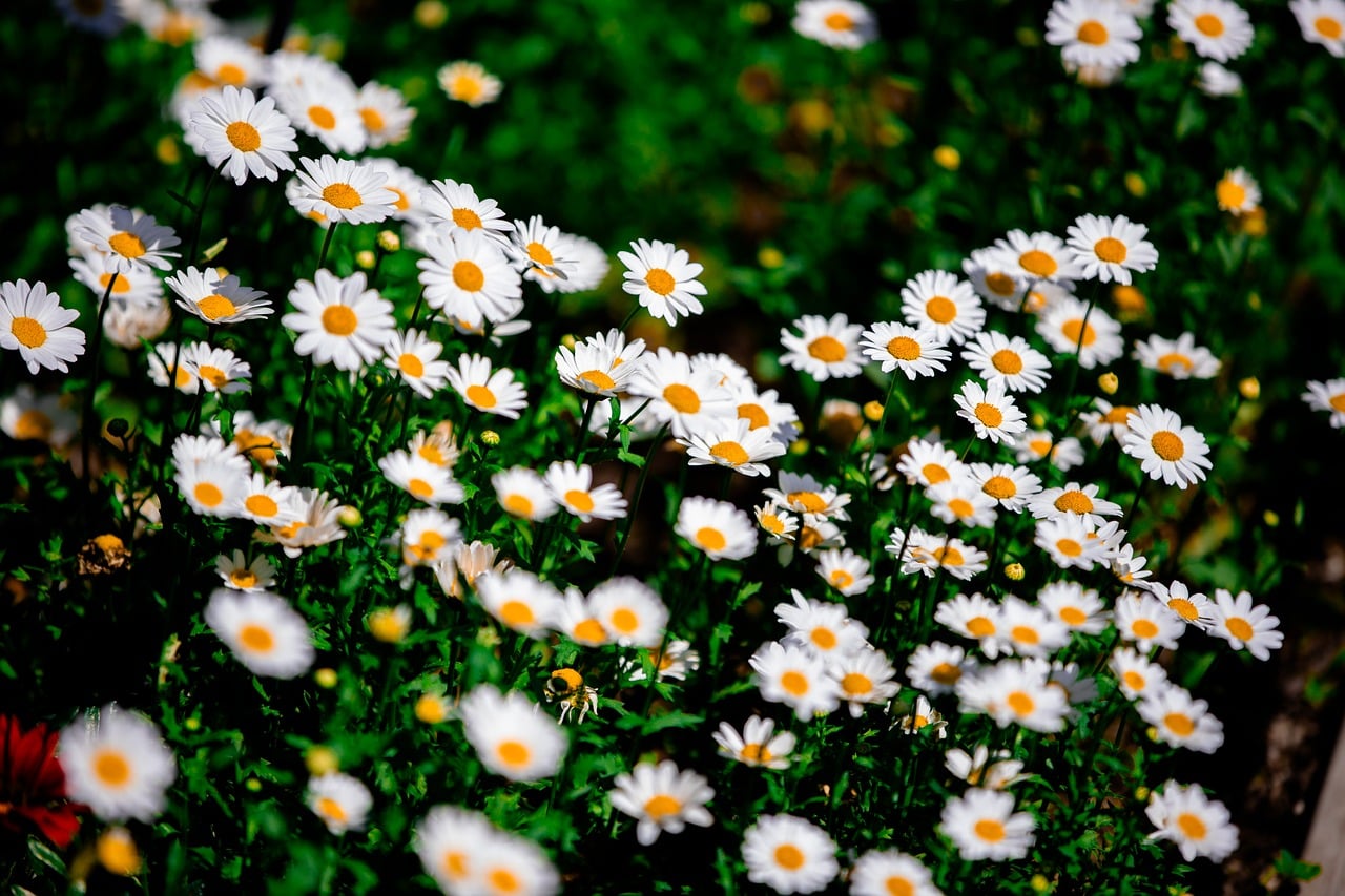 flower  flora  nature  landscape  colorful  beautiful flowers  green  flower wallpaper  purple  flower background  white  daisy  China  Beijing