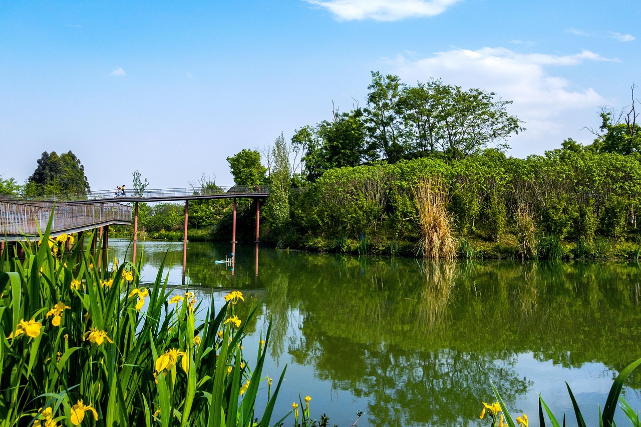 asia  china  chengdu  lake  park  nature  bridge