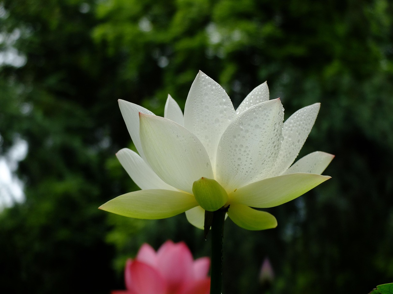 lotus  du fu thatched cottage  chengdu  white lotus