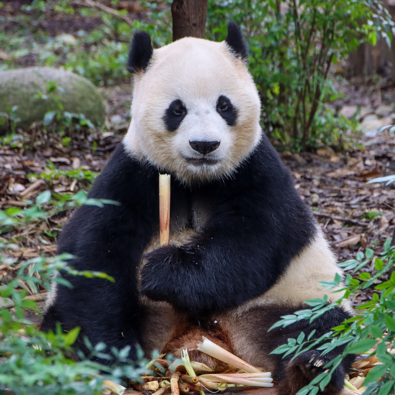 chengdu  panda  china  zoo  wildlife  nature  park  nature park  forest  woods  panda  panda  panda  panda  panda