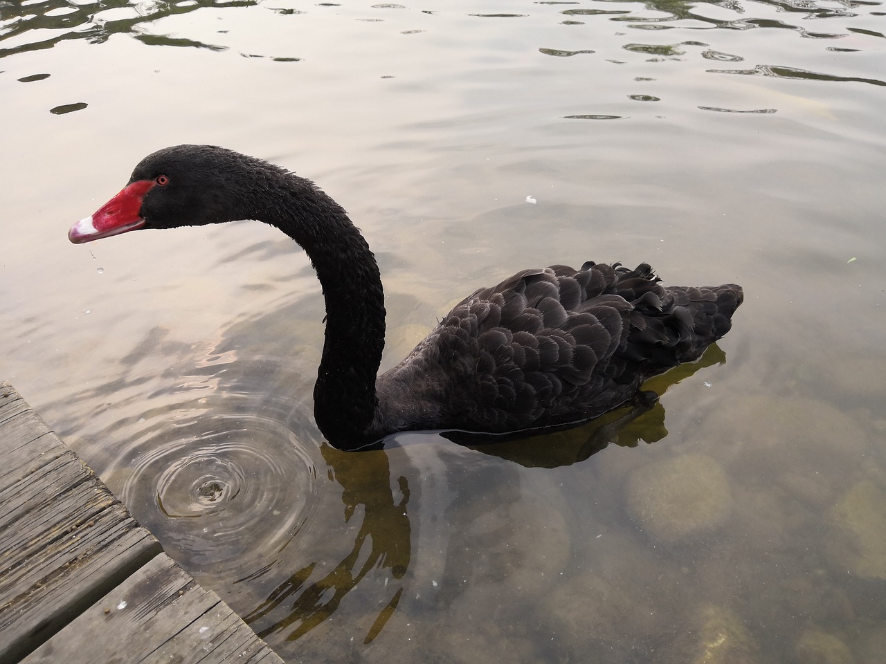 china  sichuan  chengdu  travel  huanglongxi  black swan