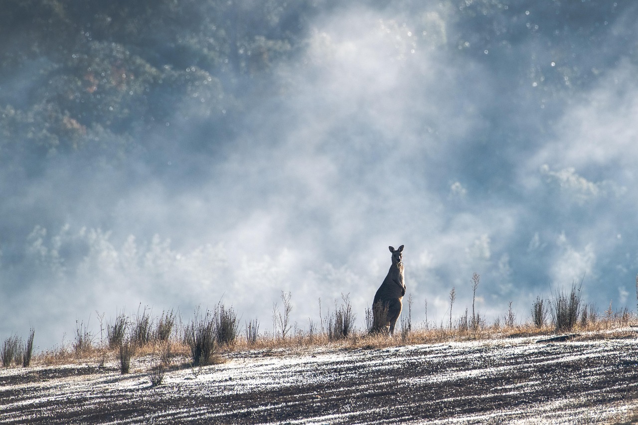 eastern grey kangaroo  australian  australia  wildlife  native  nature  marsupial  macropod  mammal  dawn  frost  frosty  fog  foggy  mist  countryside  wild  a