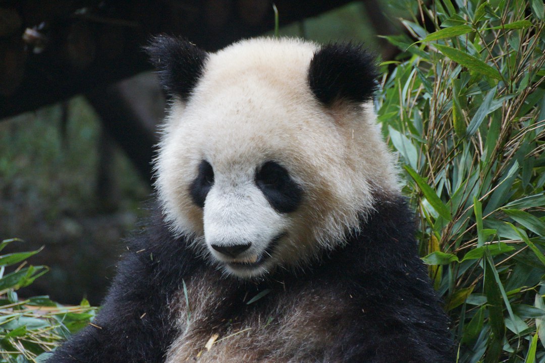 a black and white panda bear eating bamboo