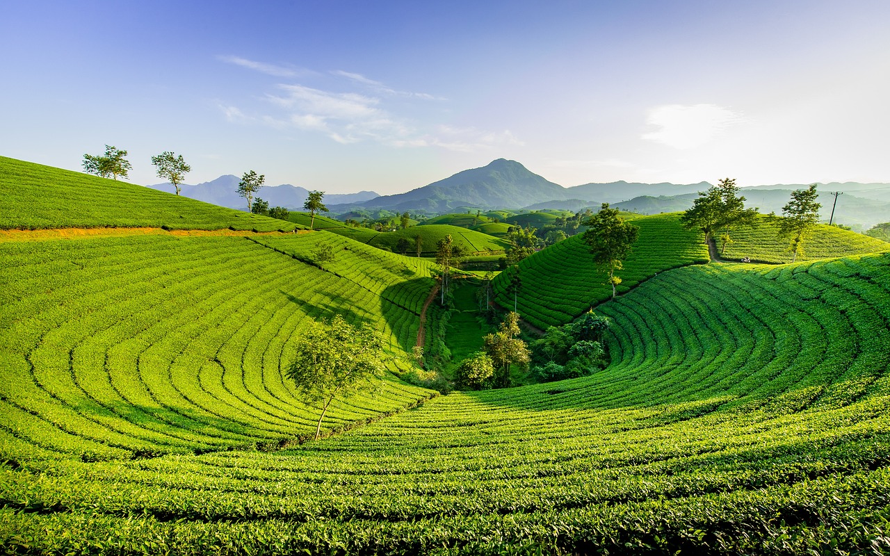 hill  green  nature  mountain  the hill tea  long grain  vietnam  tea  vietnam  tea  tea  tea  tea  tea