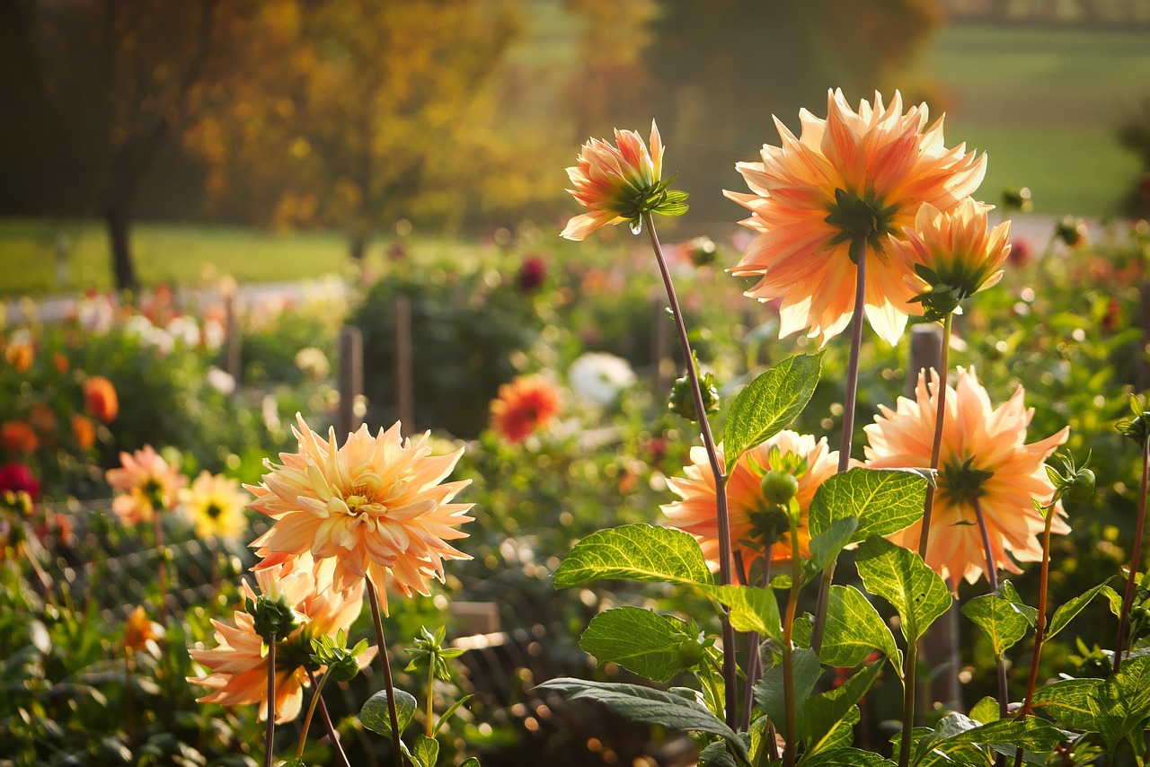 flower  nature  flower wallpaper  plant  flower background  beautiful flowers  leaf  fall  landscape  dalie  field of flowers