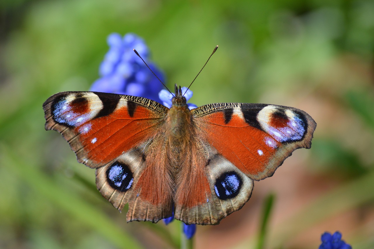 butterfly peacock butterfly insect close up blossom bloom pearl hyacinth spring wildlife animal edelfalter macro nature fauna aglais io wing mul