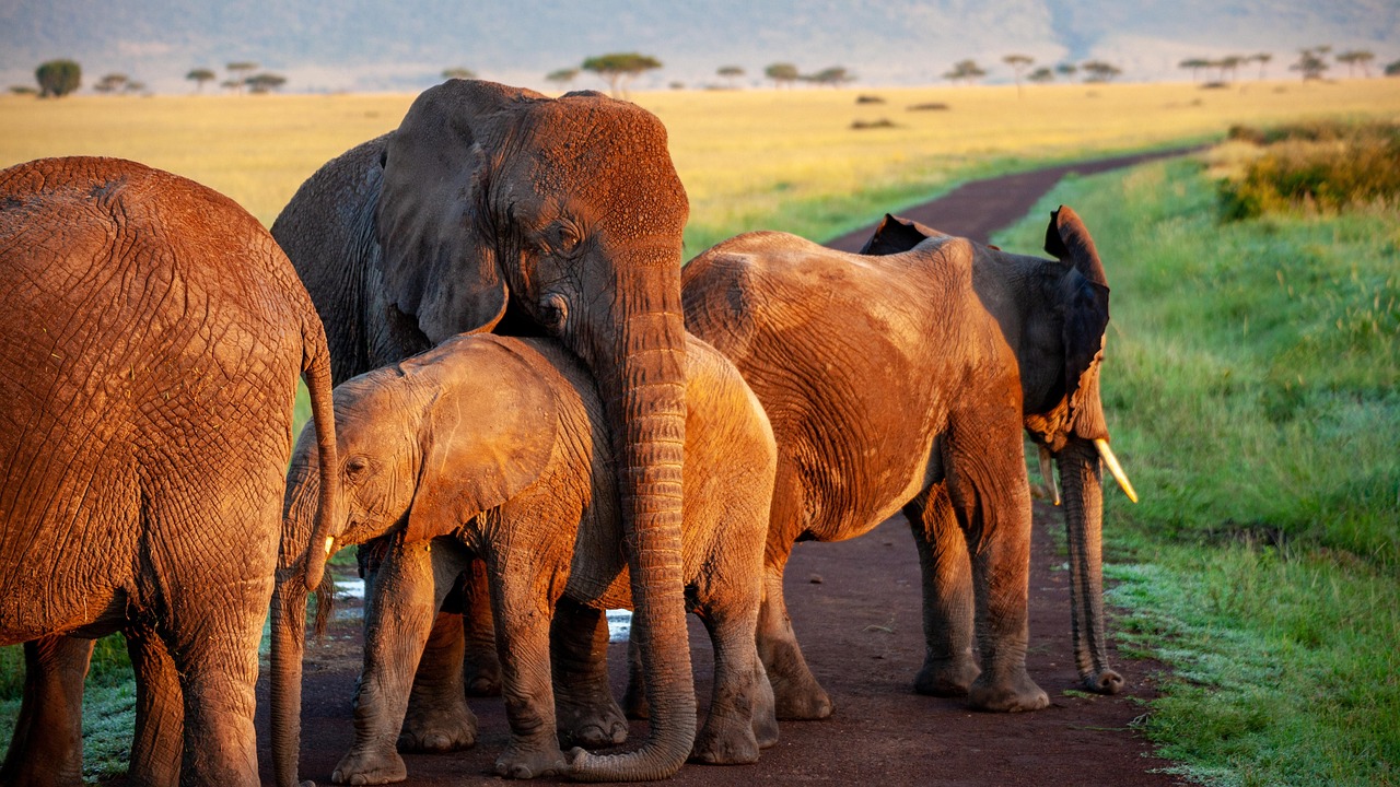 elephant  flock  mother  africa  safari  animals  nature  wilderness  animal world  baby elephant  national park  herd of elephants  proboscis  elephant family 