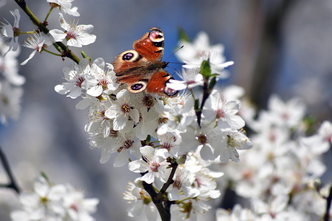 flowers  flower background  butterfly  blooms  flowering  beautiful flowers  tree  spring  nature  flower wallpaper  cherry blossom