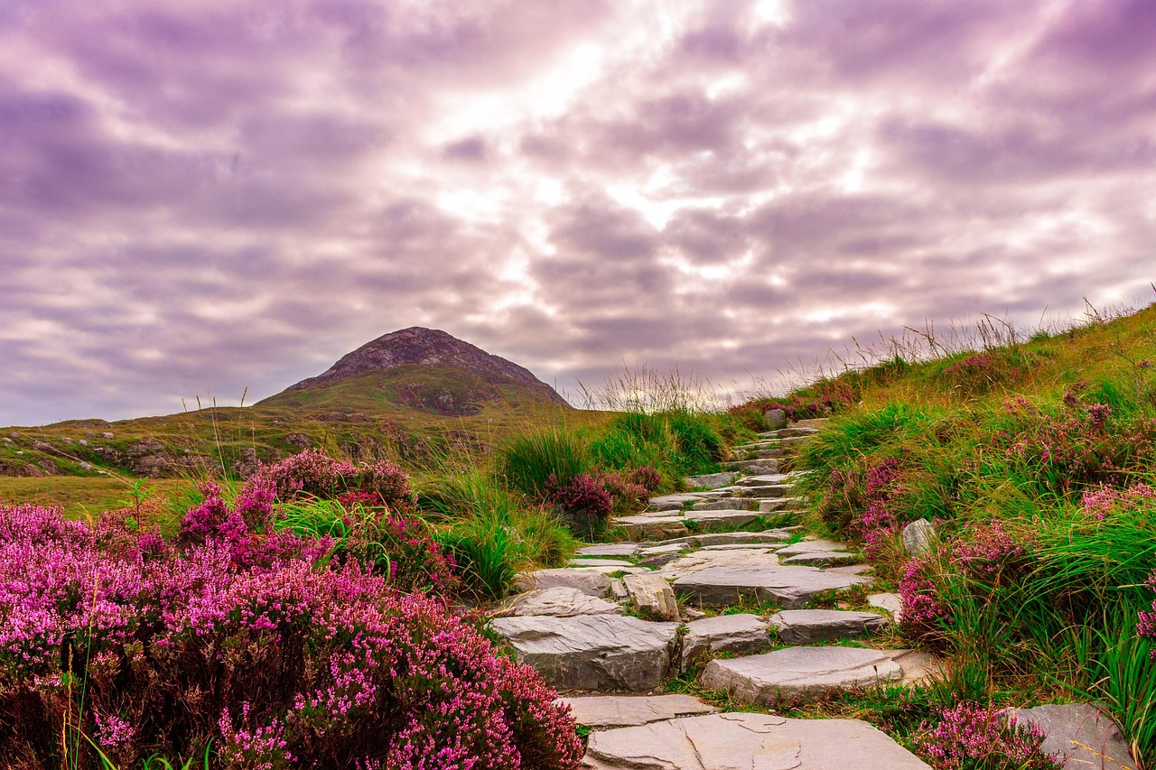 ireland national park connemara hiking flower background away steinweg stones flowers meadow grass grasses hill paradise mood beautiful flowers