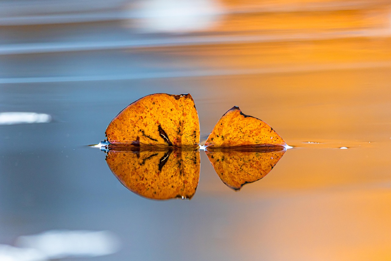 leaf nature autumn water reflection mirroring sunset outdoors yellow blue