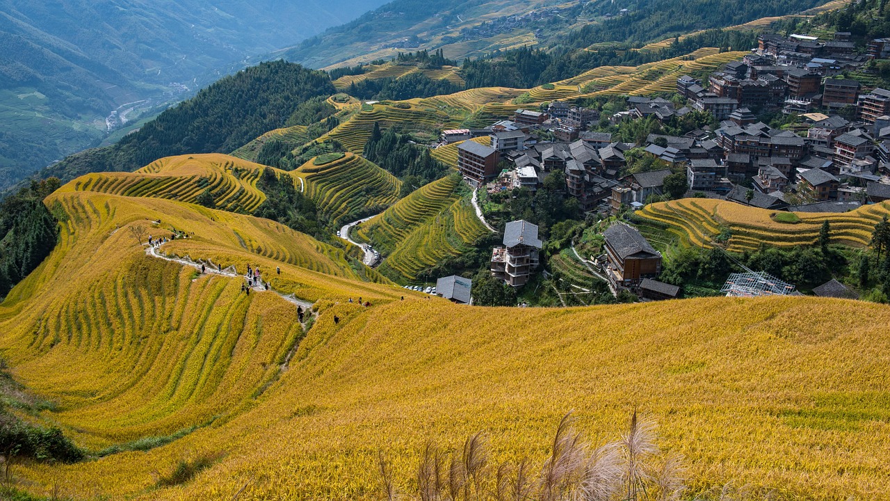 terraced fields  longji rice terraces  golden fields  minority village  ping an village  longsheng  guilin  china  autumn  guilin  guilin  guilin  guilin  guili