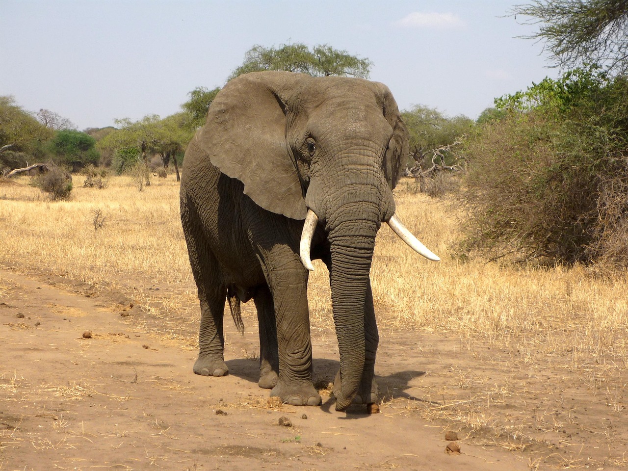 elephant  animal  safari  mammal  wild animal  tusks  trunk  african bush elephant  african savanna elephant  wildlife  nature  fauna  wilderness  savannah  nat