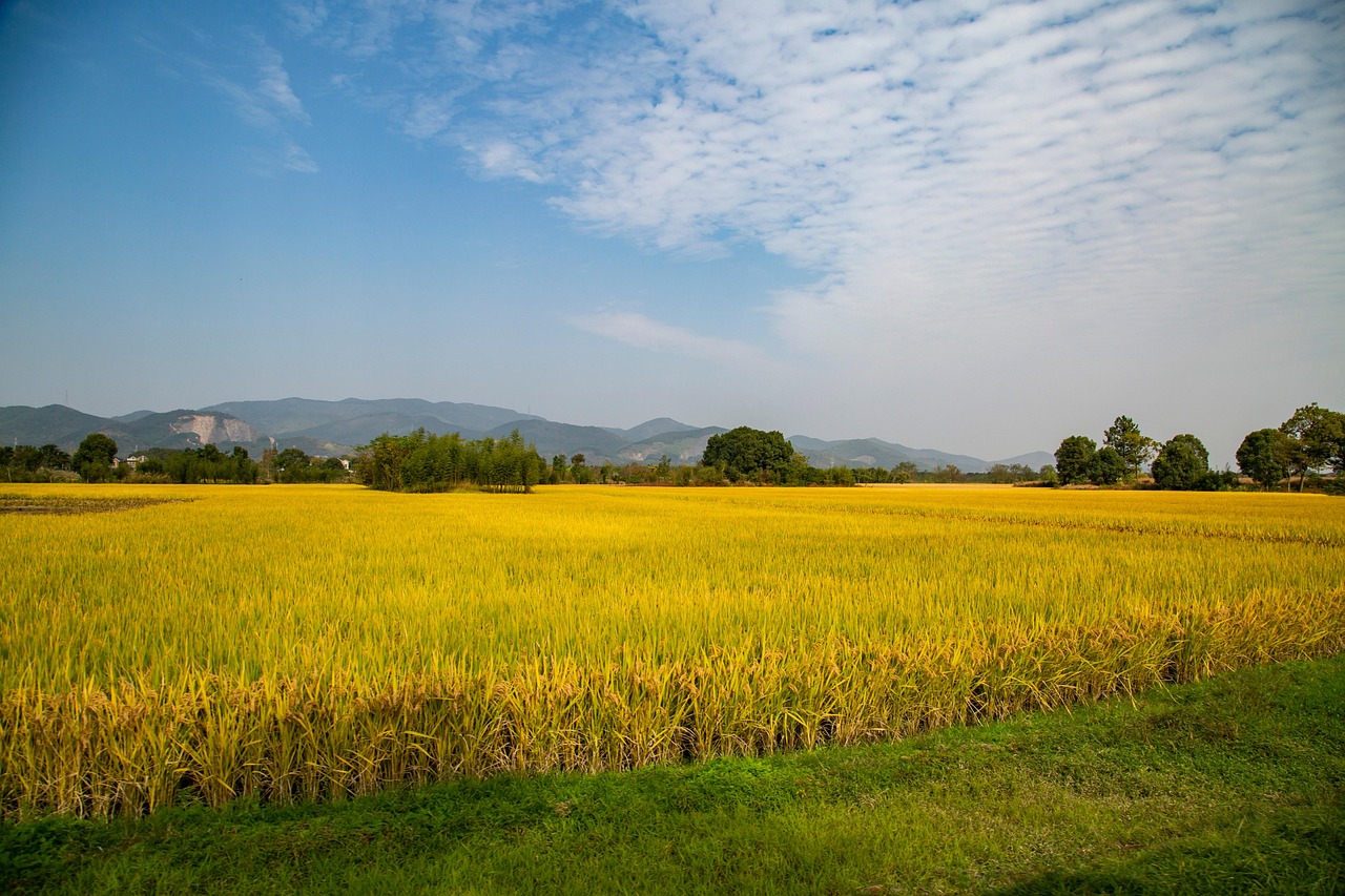rice field  farm  rural  crop  cropland  farmland  landscape  countryside  nature  heritage park  liangzhu  hangzhou  china  rice field  rice field  liangzhu  h