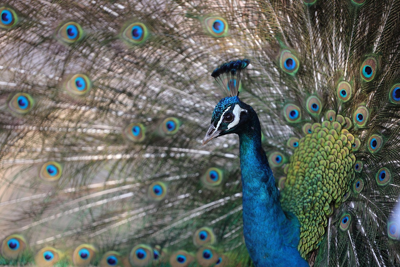 hangzhou wildlife park  hangzhou  zoo  peacock  open screen  blue peacock