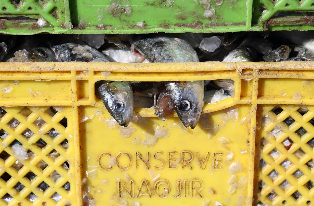 morocco  nature  essaouira  fishing  crate  sardines  harbour  fish  sea  port  catch