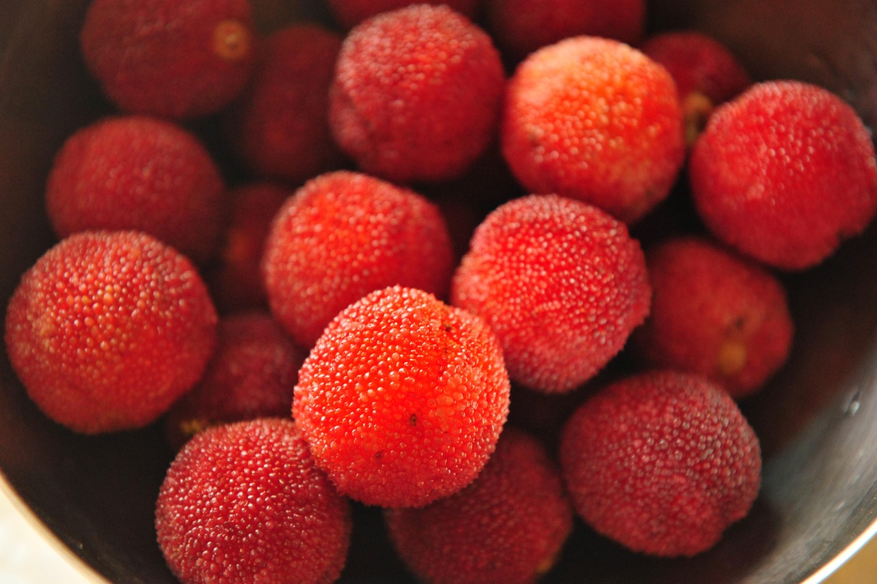 bayberry  red  fruit  red bayberry  fruits  bayberry  bayberry  bayberry  bayberry  bayberry  red bayberry  red bayberry