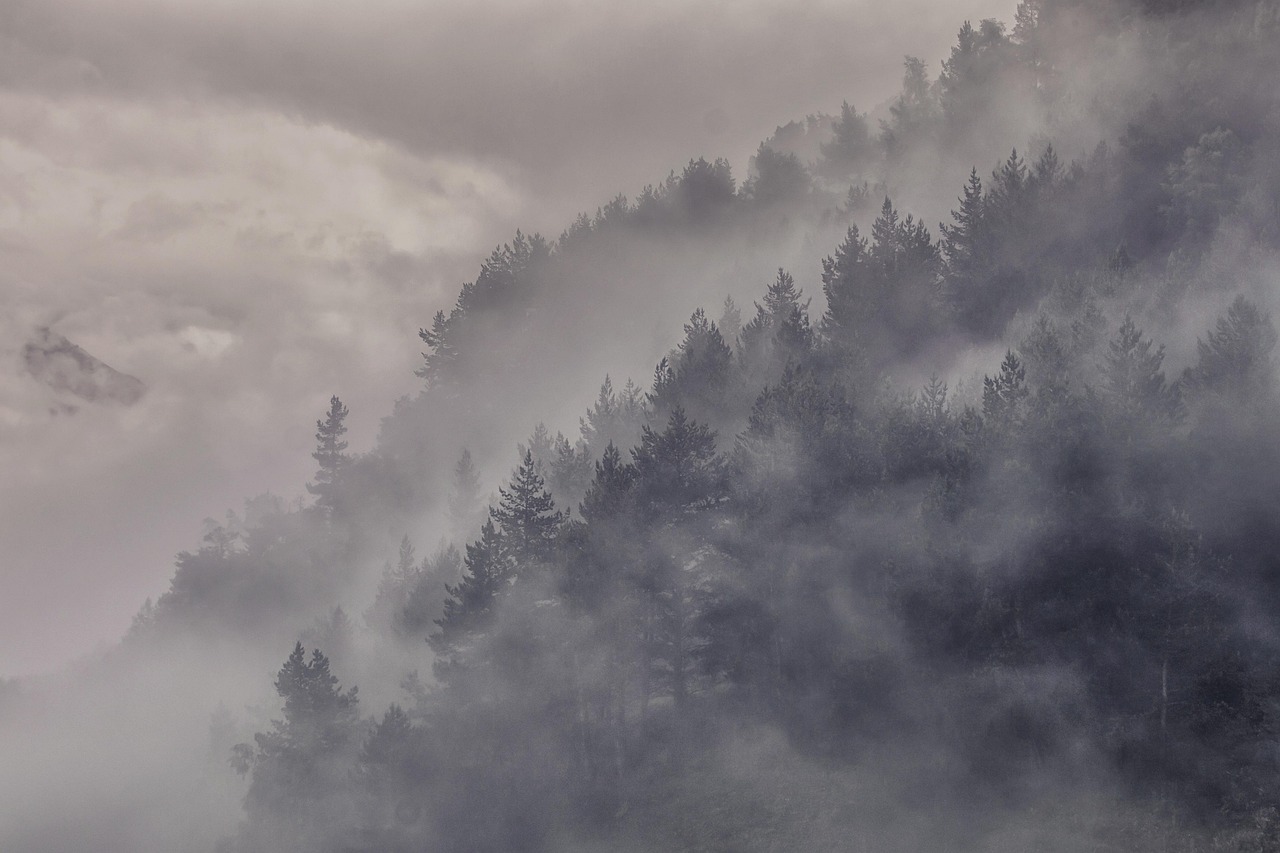 fog forest trees conifers coniferous conifer forest foggy haze mist misty woods woodlands mountains nature landscape caucasus forest forest fo