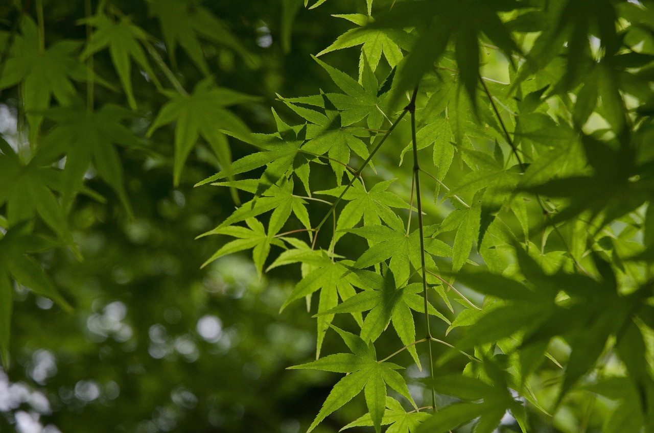 hangzhou  spring  maple  nature  green