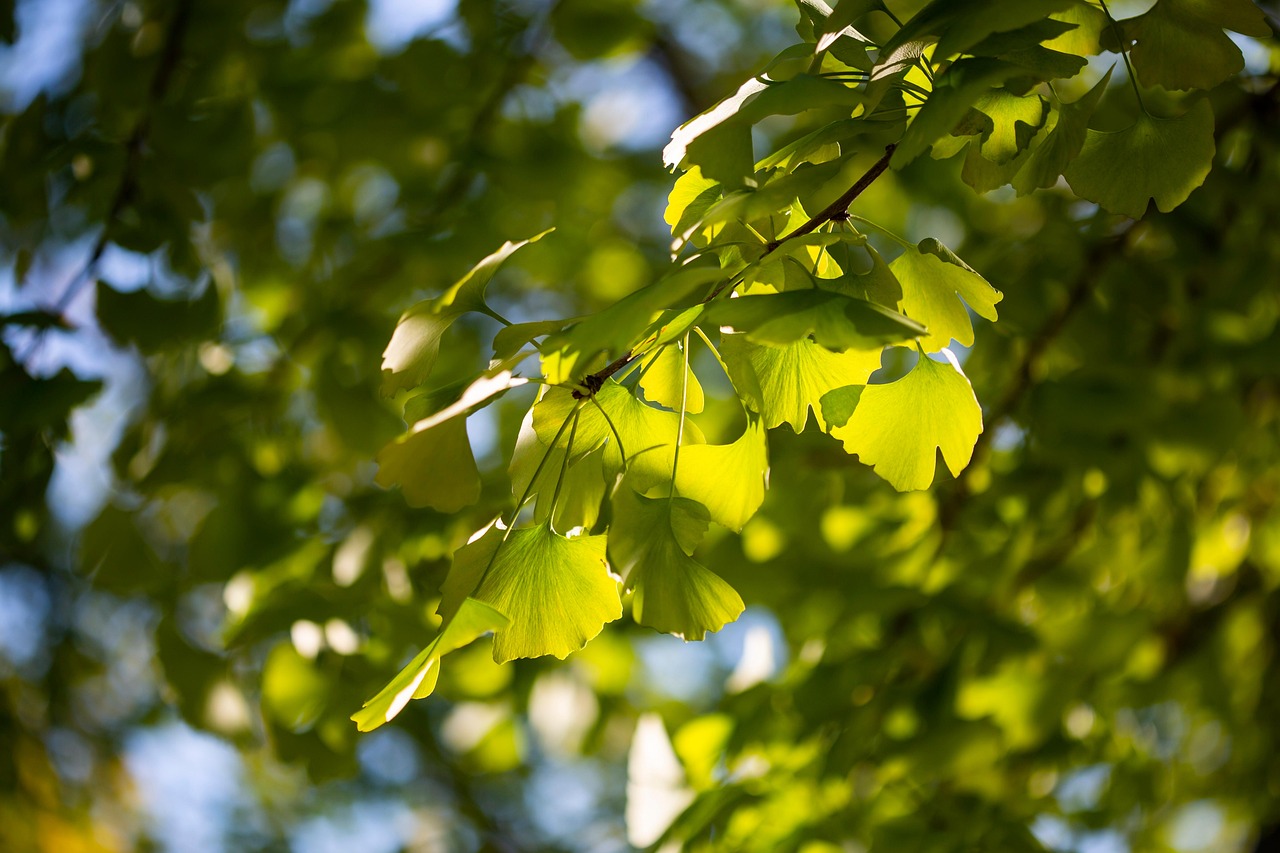 leaves  foliage  nature  trees  branches  ginkgo  wanxiang park  zhejiang  hangzhou  autumn
