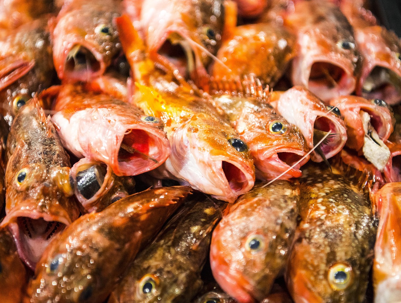 seafood  fish  goheung  nature  early feng is  south coast