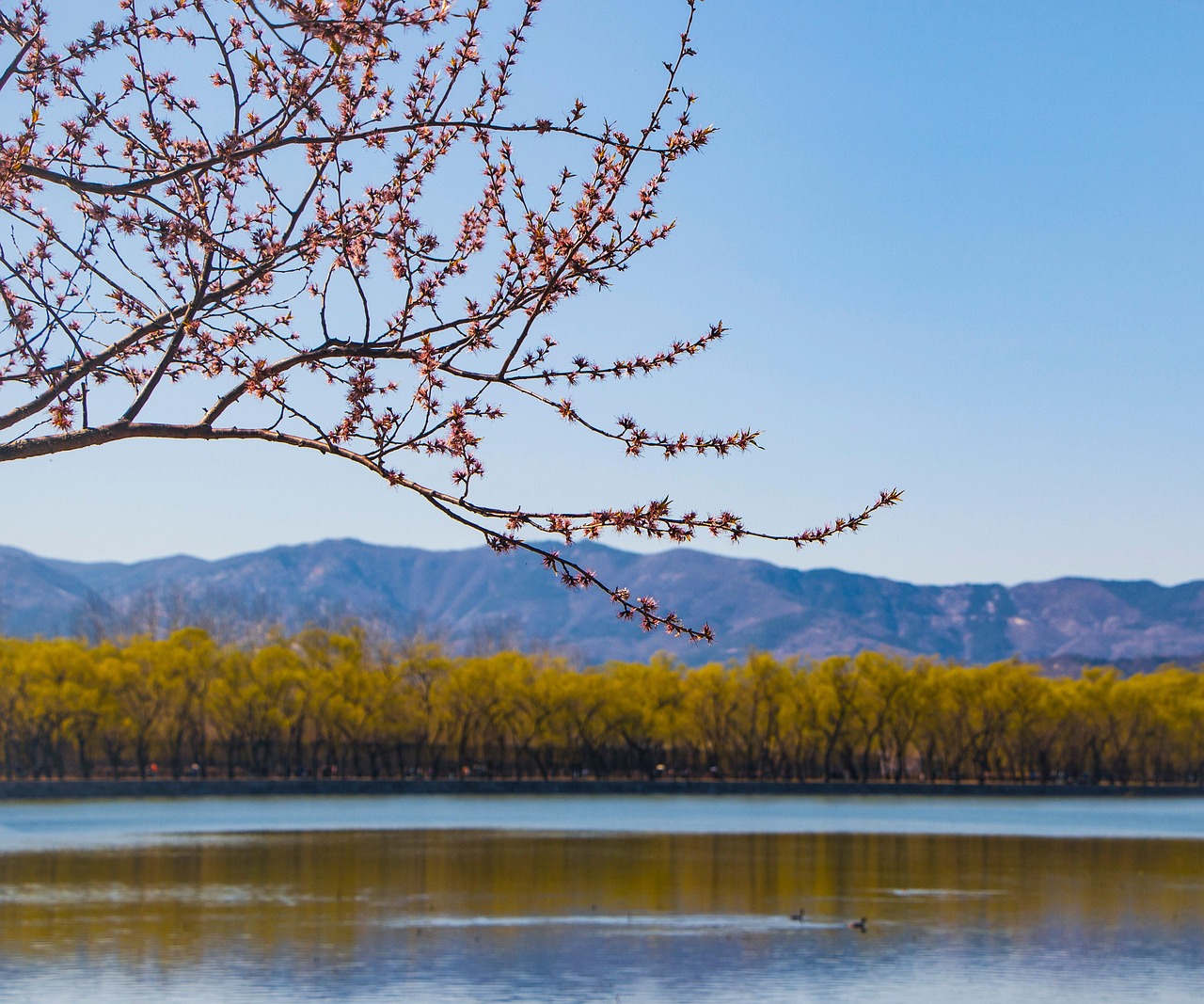 lake kunming lake summer palace china tourist attraction hill sky mountains skyline peach blossom flowers plant branch bloom blossom blooming sp