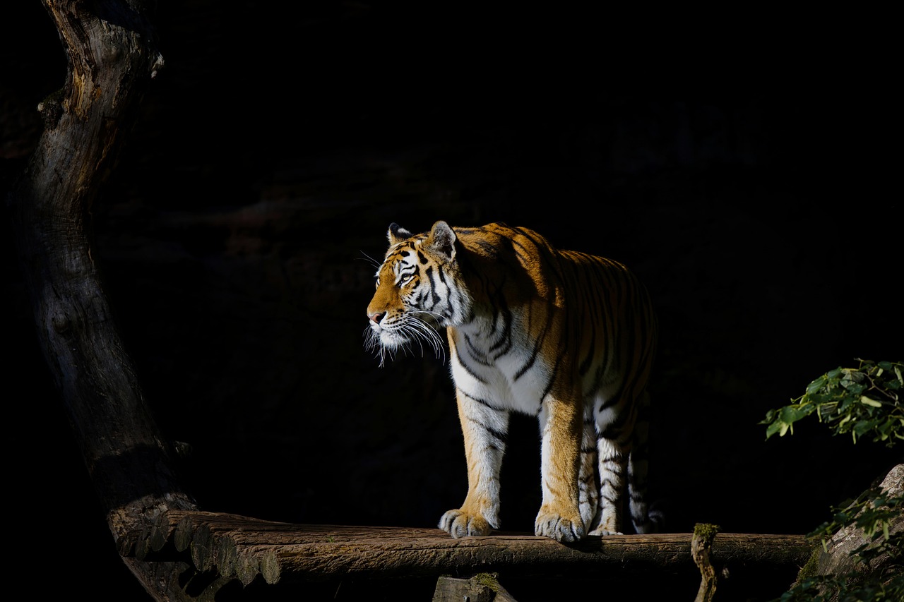 tiger  animal  wildlife  predator  nature  wildcat  feline  mammal  animal photography  zoo  tiergarten  nuremberg  fur  template