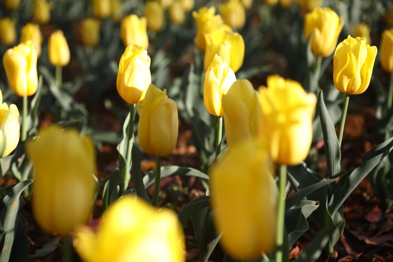 tulip flower background flower wallpaper flowers nature beautiful flowers spring China Yunnan Kunming