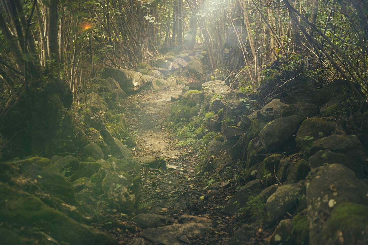 forest  path  rocks  trail  mountain forest  hike  trek  forest trail  forest path  sunlight rays  mystical  landscape  nature  misty  scenic  forest  forest  f