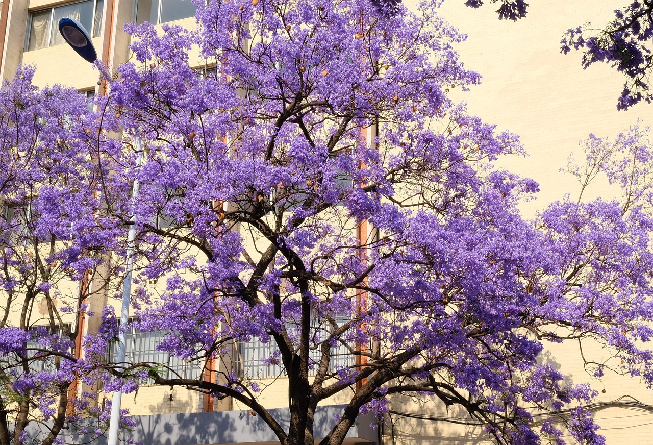 jacaranda flower flower tree flower wallpaper purple beautiful flowers dream nature flower background spring kunming