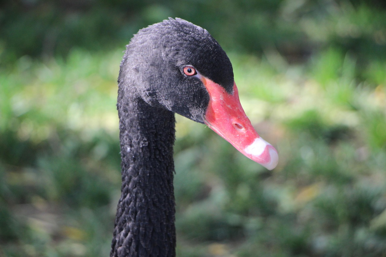 bird  water bird  swan  black swan  west bank of kunming lake  summer place  nature  beijing