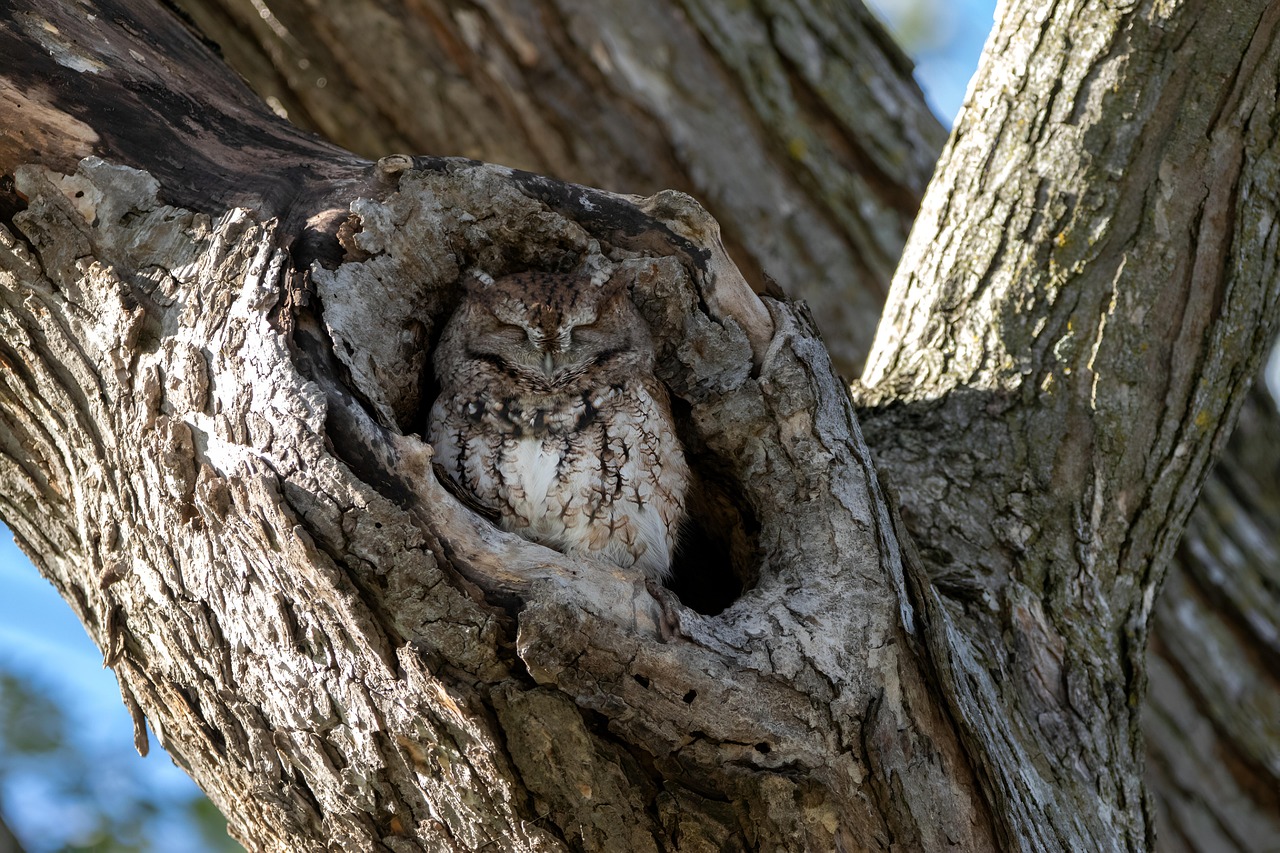 owl bird tree sleep plumage ornithology fauna nature tree hollow owl tree tree tree tree tree