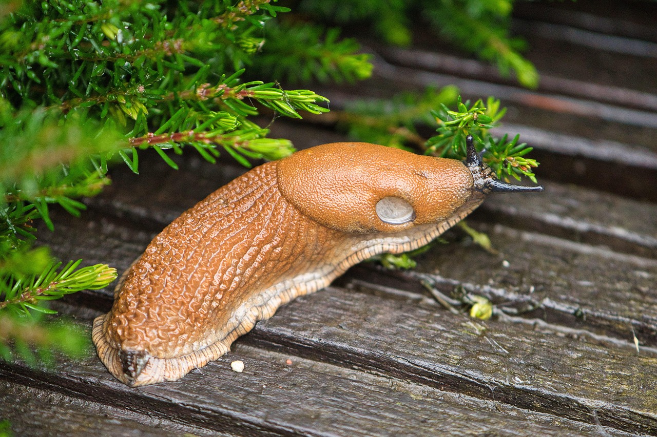 nudibranch mollusc slug land snail large red slug red slug arion rufus close up nature garden omnivorous slug slug slug slug slug