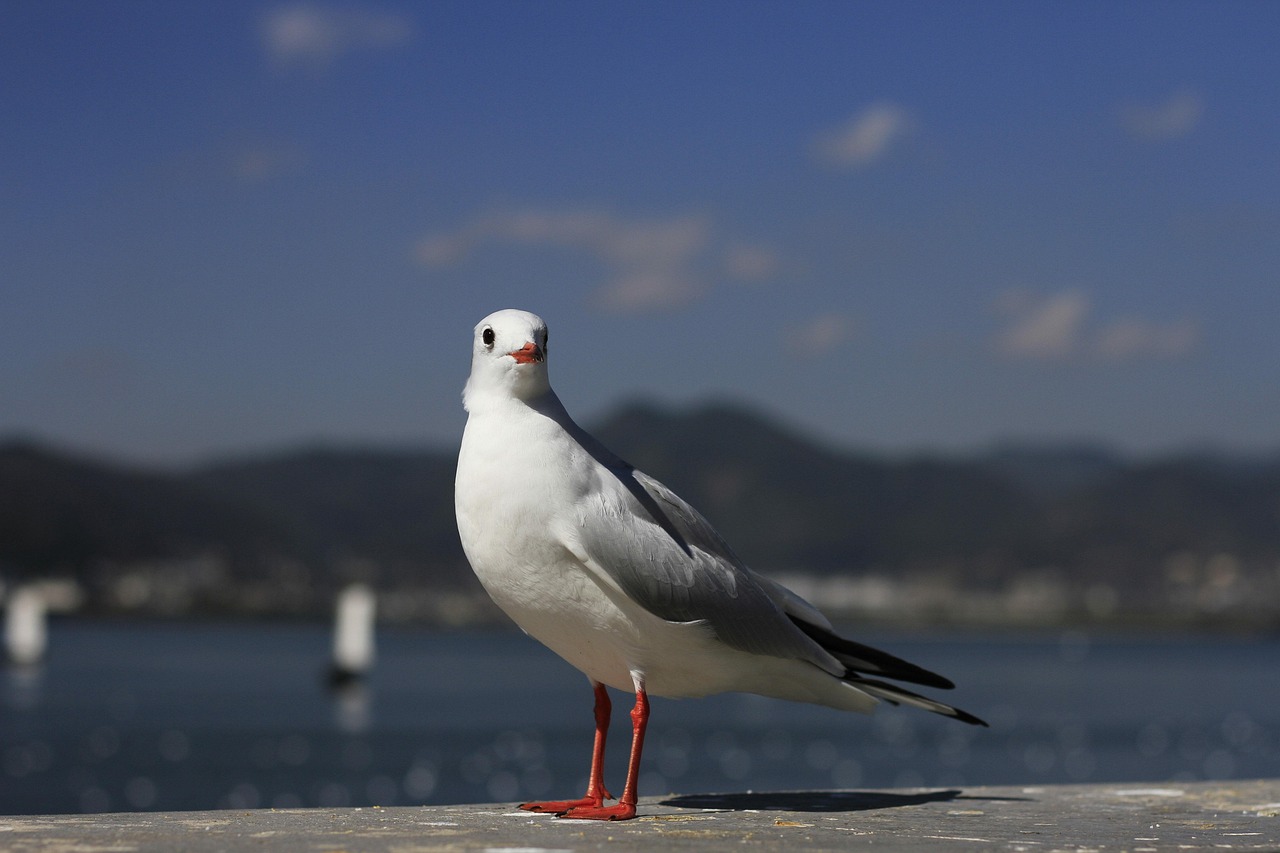 yunnan dianchi black-headed gull