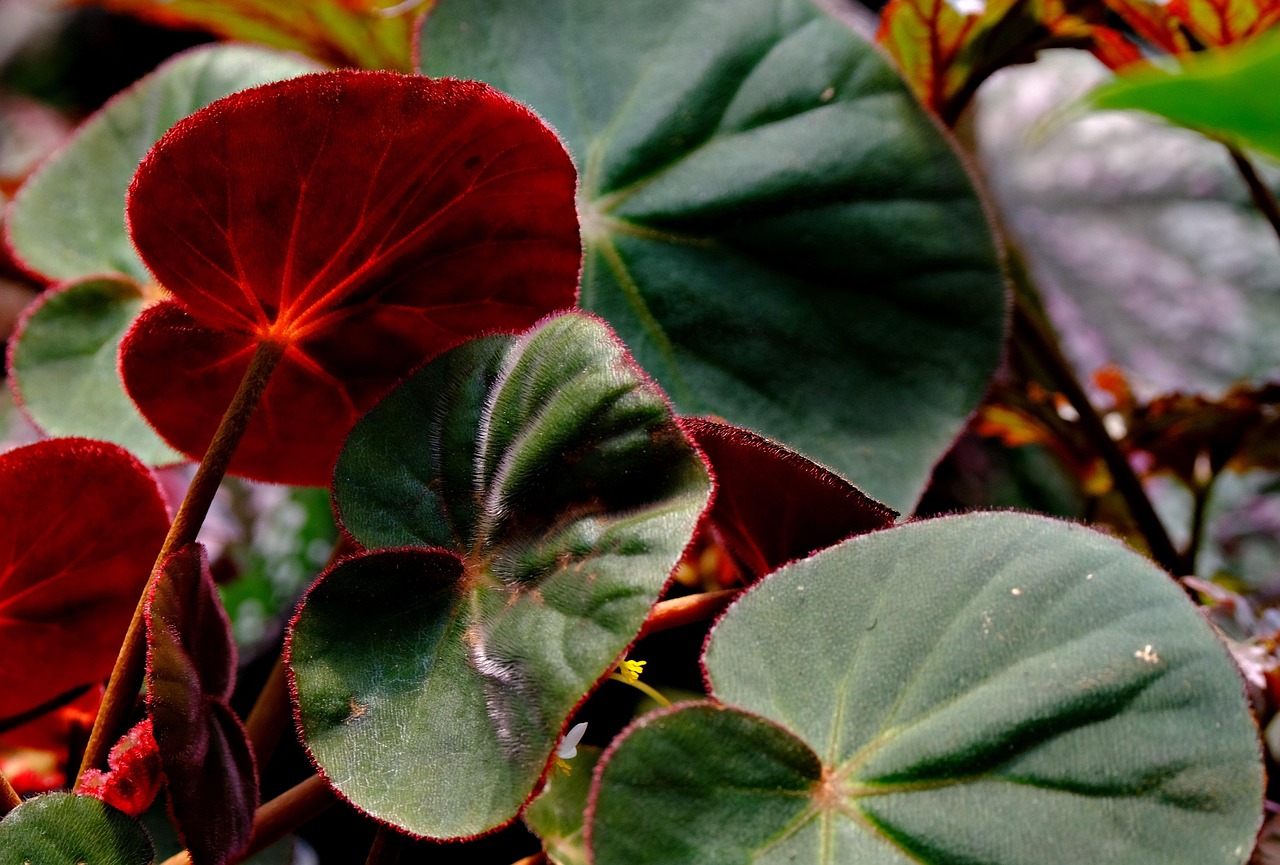 begonia  red leaves  leaves  nature  flora  garden  close up