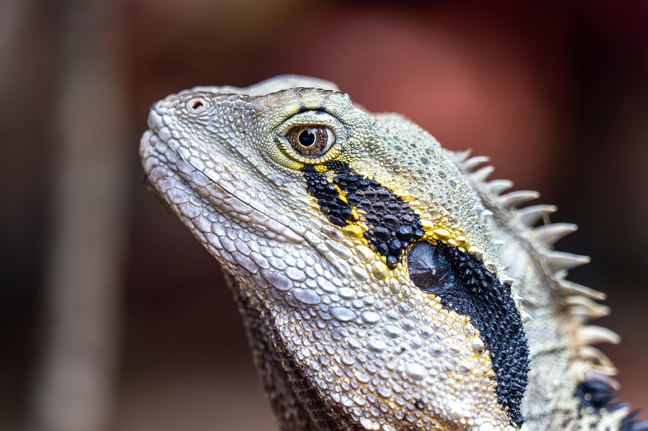 lizard eastern water dragon reptile wildlife nature dragon animal close-up intellagama lesueurii australian water dragon brisbane australia
