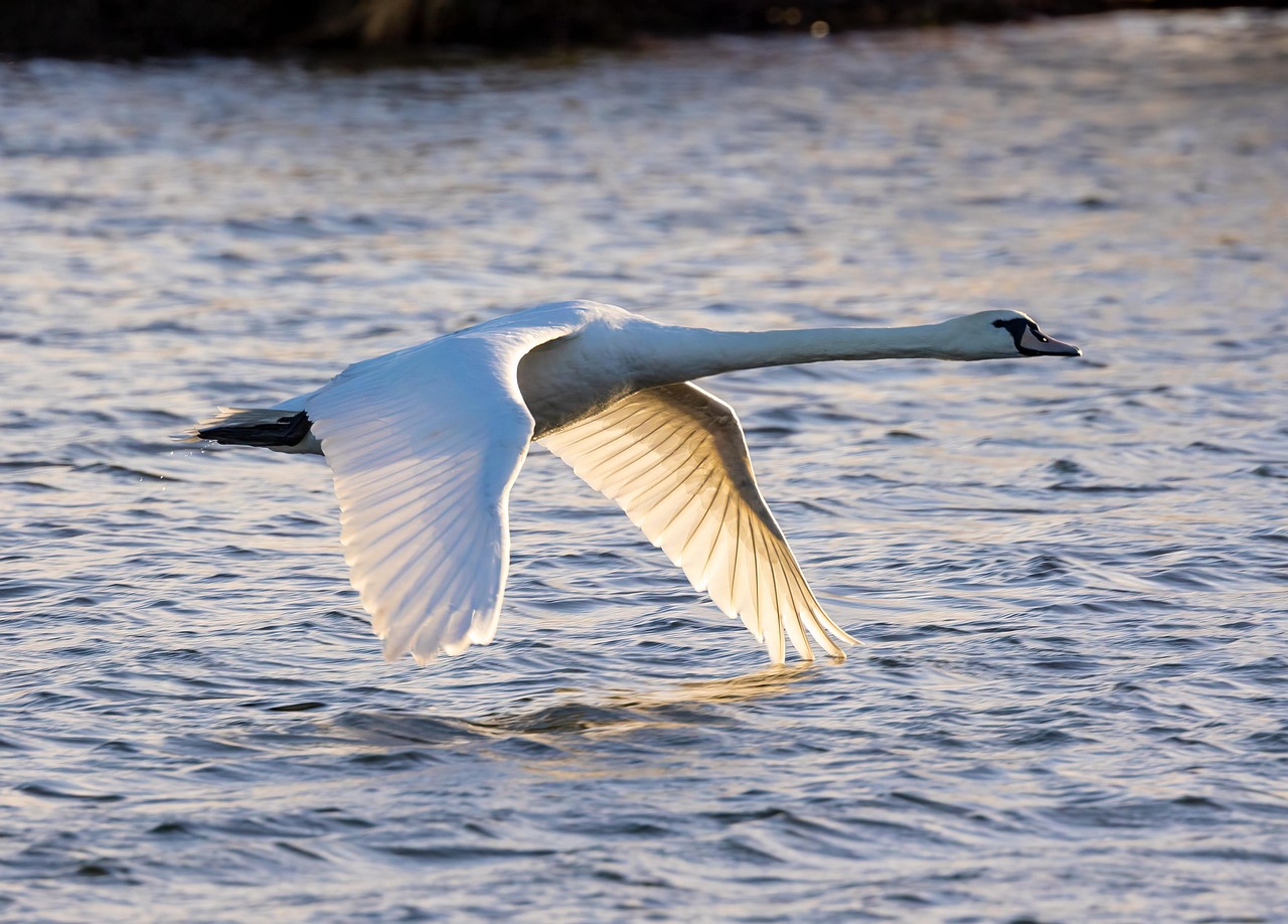 swan  mute swan  lake  river  bird  water bird  water  nature  wildlife  waterfowl