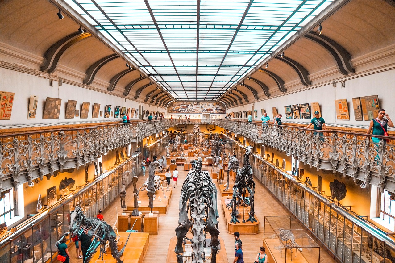 museum  dinosaur  dino  fossil  paleontology  extinct  prehistoric  evolution  ancient  jurassic  history  bones  archeology  predator  tourism  brown dinosaur 