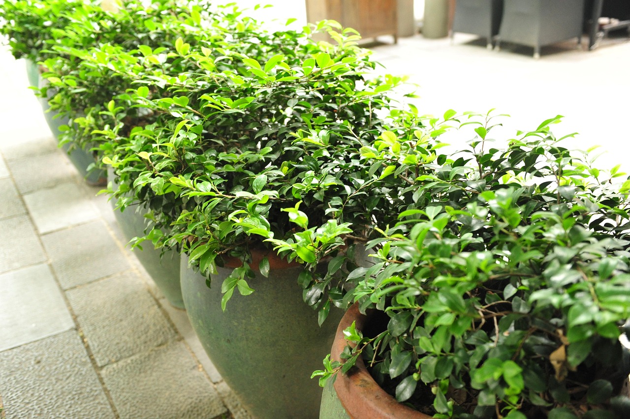 green plants  nature  bonsai  shanghai xintiandi  plants