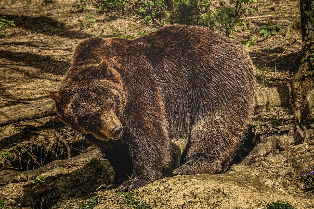 bear  brown bear  nature  fur  forest  dangerous  wild animal  animal  furry  predator  nature park  mammal  wildlife park  wild  snout  bear  bear  bear  bear 