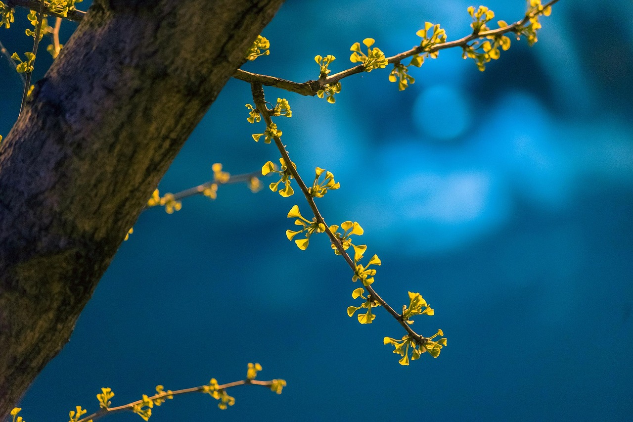 night  spring  nature  ginkgo  leaves  new leaf  march  taicang  suzhou  jiangsu  china  kasuga  the moonlit night