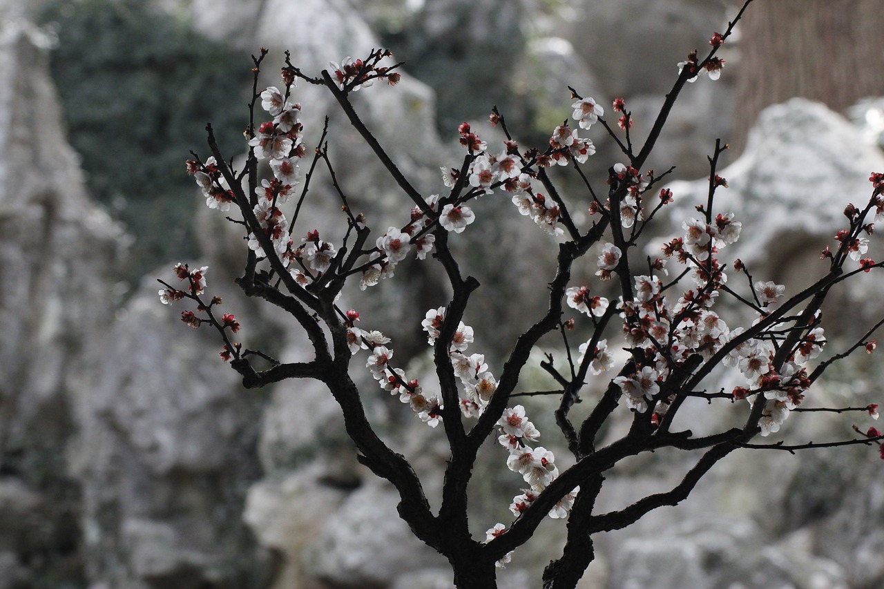 suzhou surging wave pavilion plum blossom rockery suzhou suzhou plum blossom plum blossom plum blossom plum blossom plum blossom