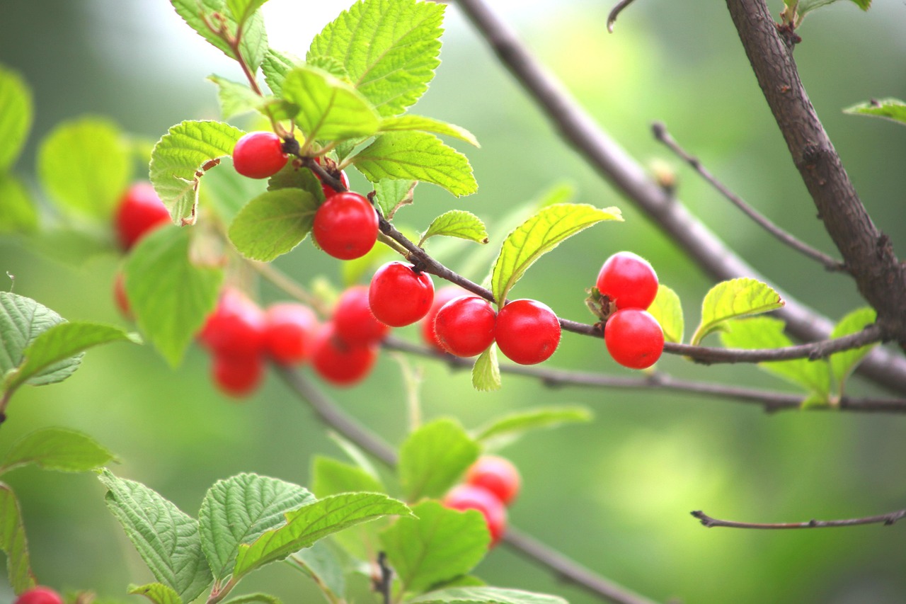 leaf nature fruit quarter zhang and cherries spring red