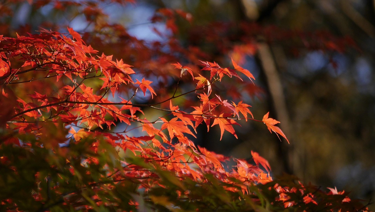 maple  autumnal leaves  south lake  autumn  japan  nature  park  shirakawa  nanhu park  outdoor  natural  tree  leaf