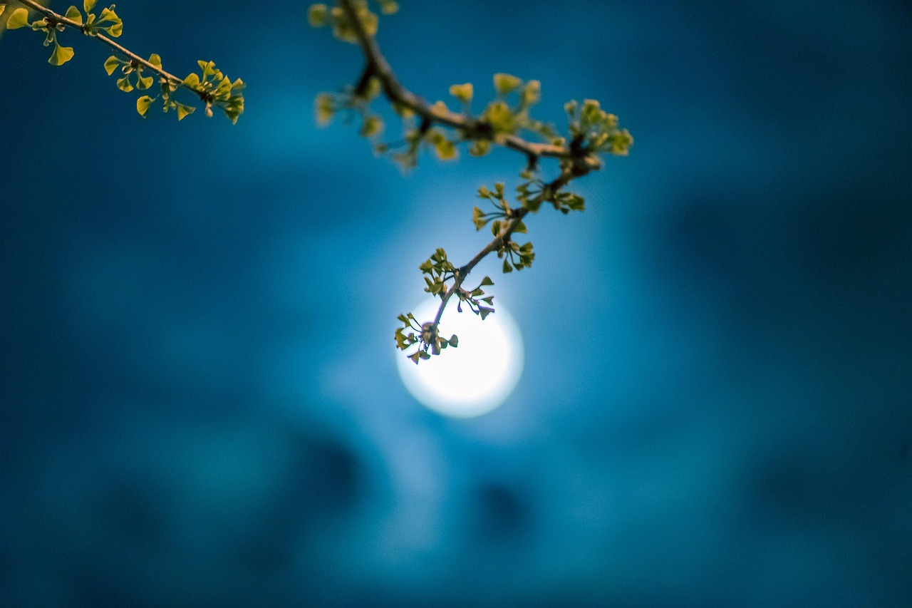moon  night  spring  ginkgo  leaves  new leaf  march  nature  taicang  suzhou  jiangsu  china  kasuga  the moonlit night  full moon