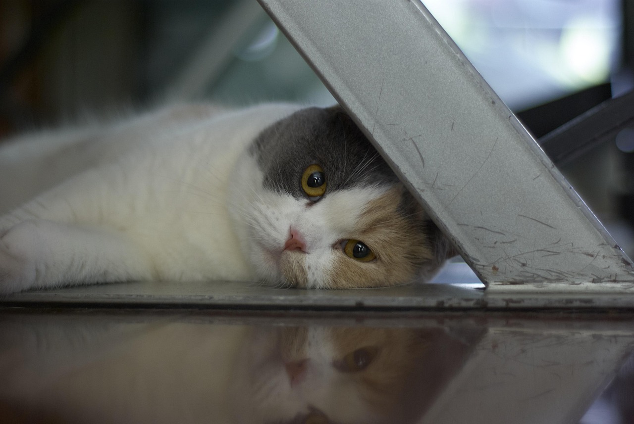 cat  pet  feline  nature  animal  mammal  suzhou  british short