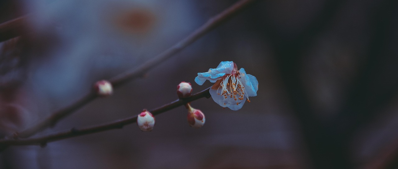 chinese style  suzhou  fragrant snow sea  winter  chimonanthus praecox  artistic conception  landscape painting  china  eastern cultural  suzhou  suzhou  suzhou
