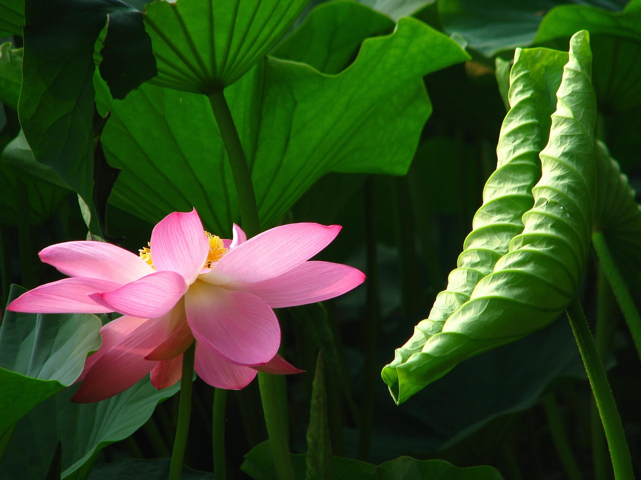 lotus pink red color 蓮 flowers nanhu park changchun jilin china