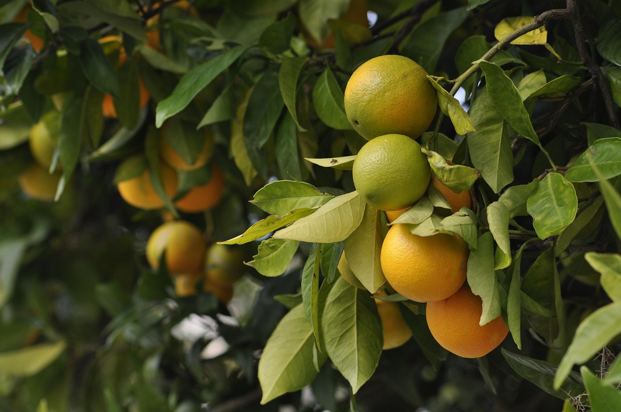 oranges  green  fruit  harvest  orange  food  colorful  healthy  nature  citrus  summer  juice  sweet  delicious  tree  plant  fresh  garden  farm  orchard  sea